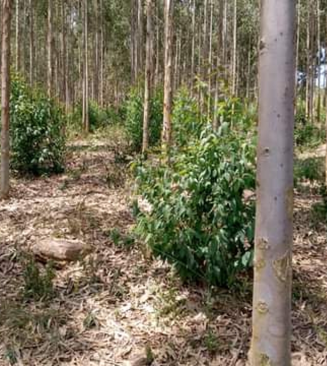 WhatsApp Image 2021-04-18 at 19.37.19.jpeg